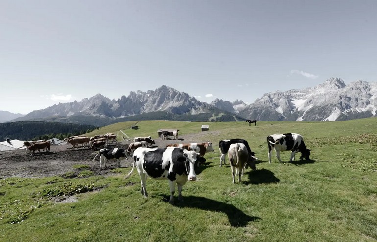 Koeien boven op de alm Stiergarten